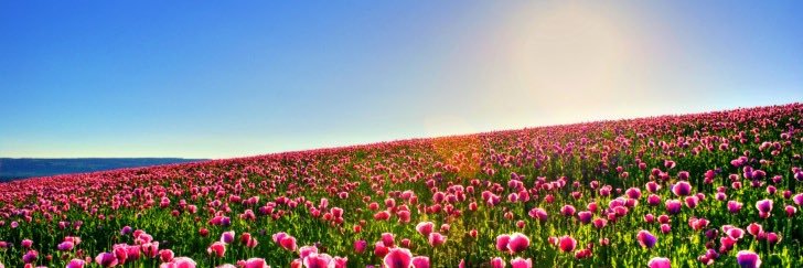 hightherecarol's profile banner image