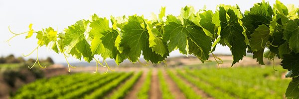 Cellers Tarroné banner