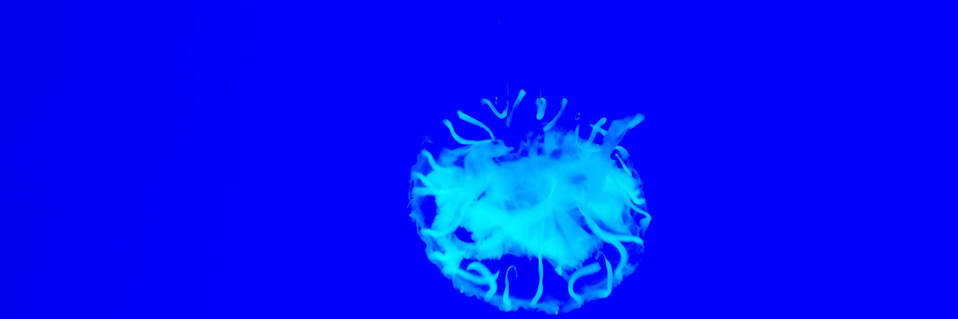 Kromenchaca's profile banner image