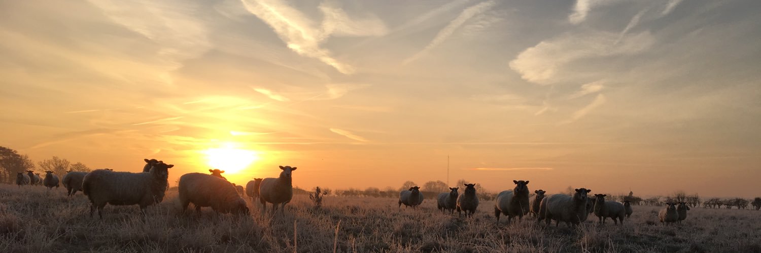 HayleySheepKing's profile banner image