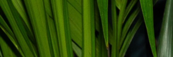 chrisreevemusic Profile Banner