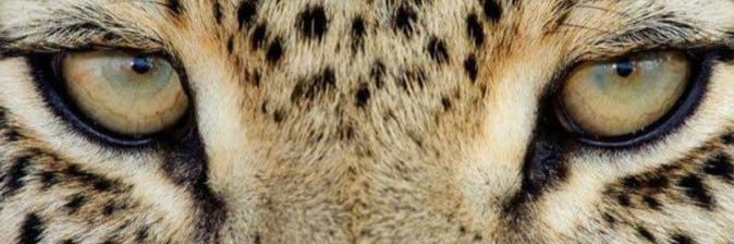 Minayhe's profile banner image