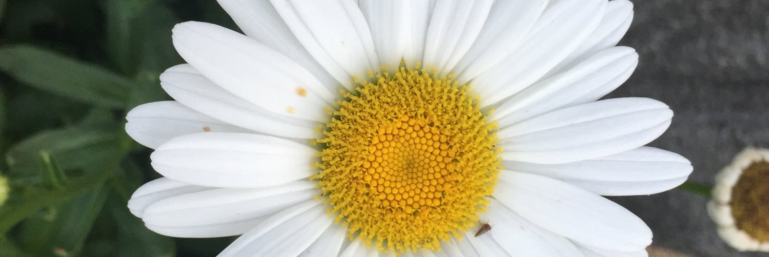 Prairiepicks's profile banner image