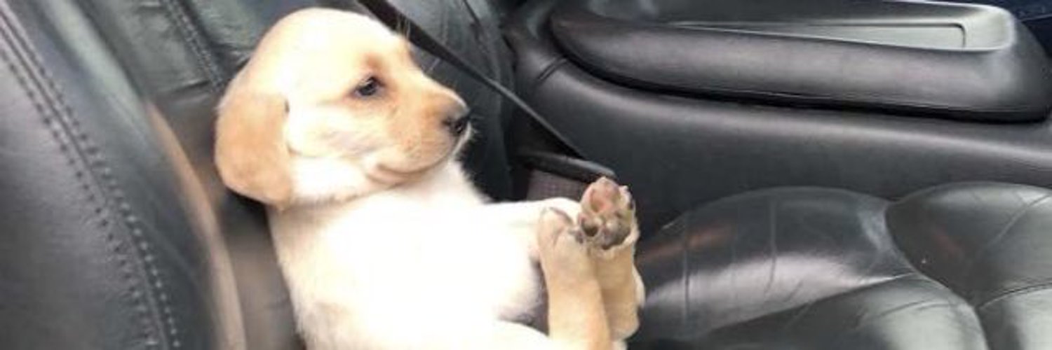 Chaozu 🇧🇪 banner