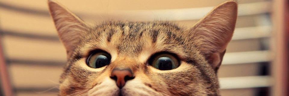 Patingggg's profile banner image