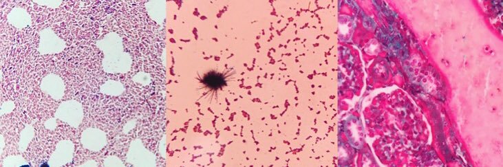 Miss Phillips banner