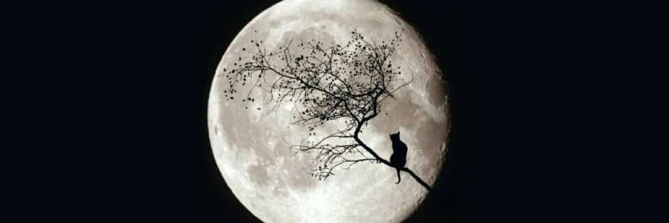 nada_kabsha's profile banner image
