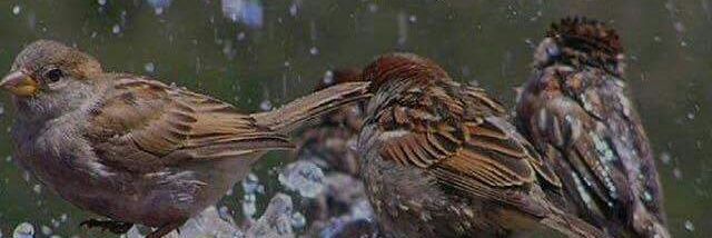 verokohlmann's profile banner image