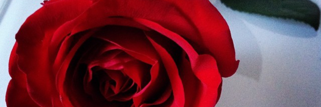 UniqueNatural11's profile banner image