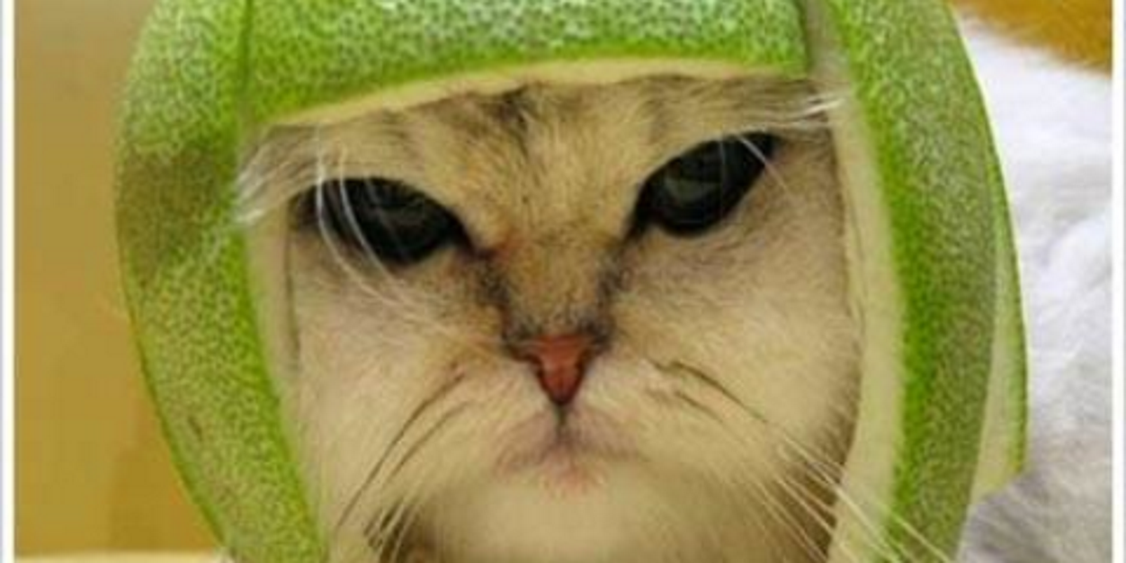 LucilleTendron's profile banner image