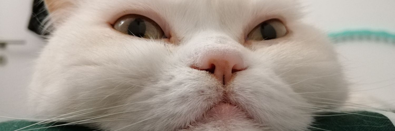 septieme_'s profile banner image