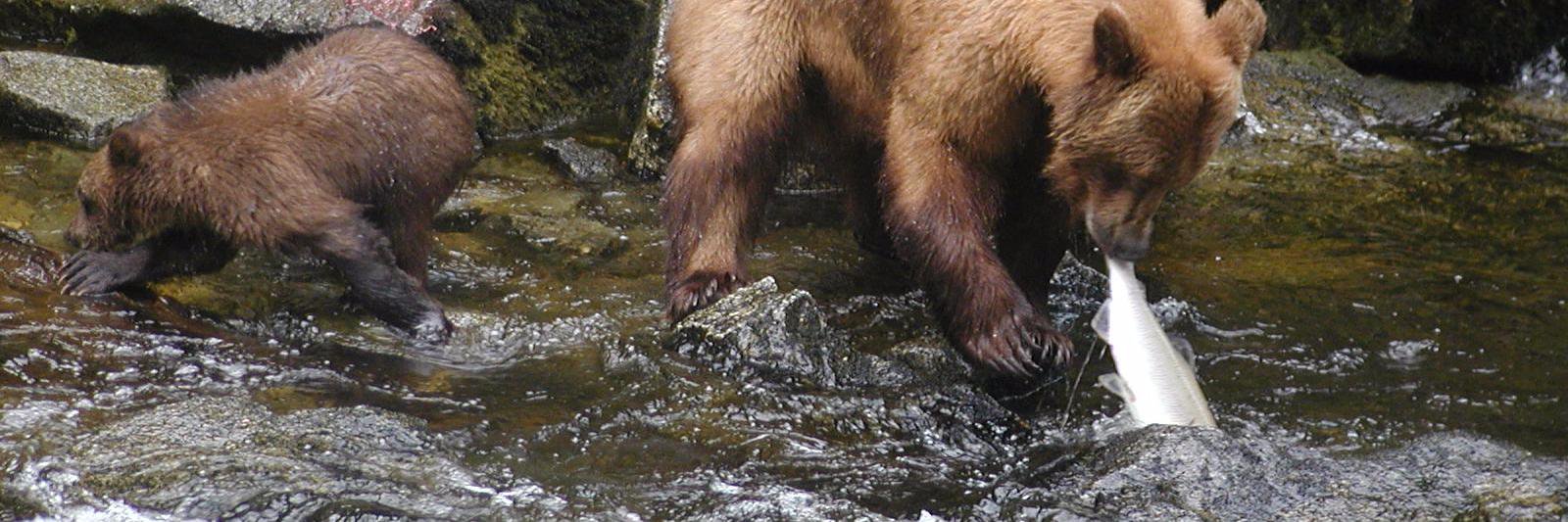 phishingbear's profile banner image