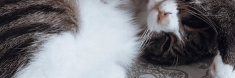 sofiaasilva13's profile banner image