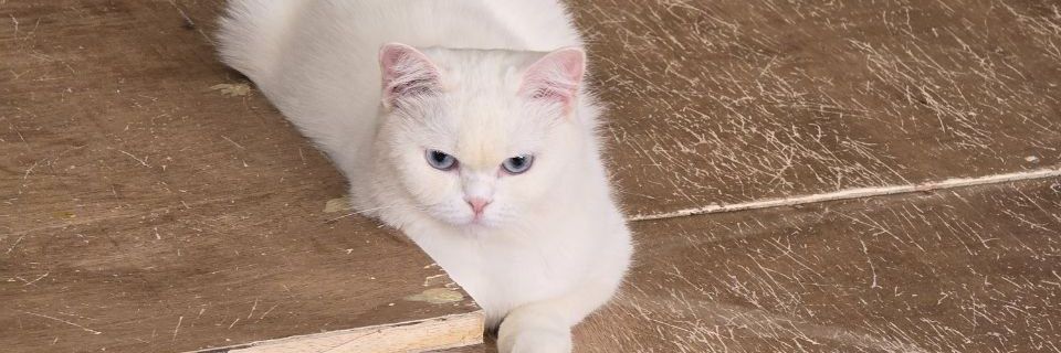 feuillemort_'s profile banner image