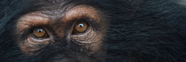 Liberia Chimpanzees Profile Banner