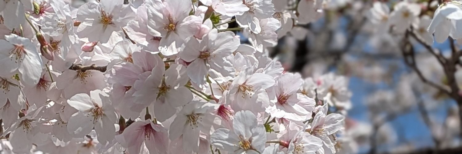 ひめ banner