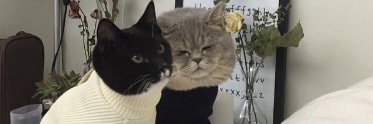 Ashlyn Schoof banner