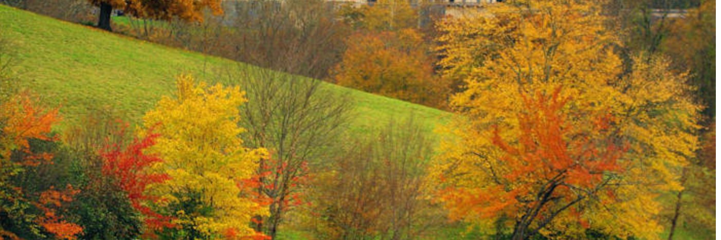 Lisa Fields banner