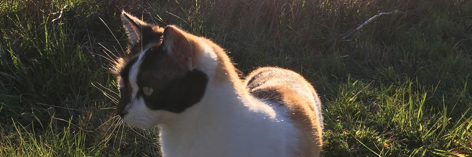 seraphinmi's profile banner image
