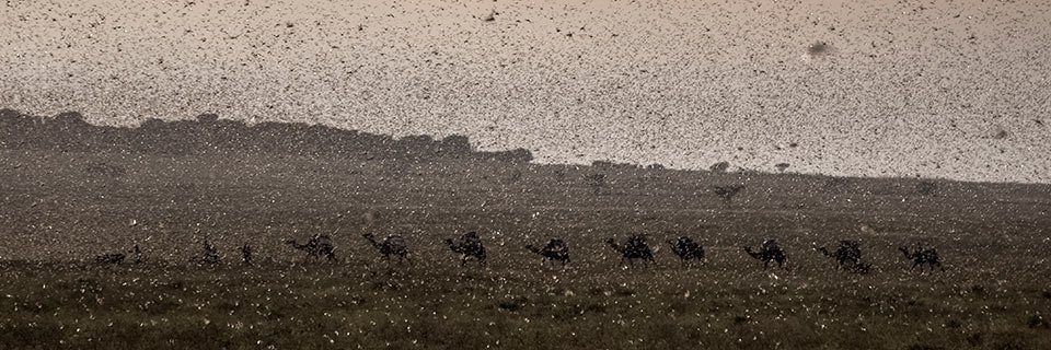 Desert Locust CRC banner