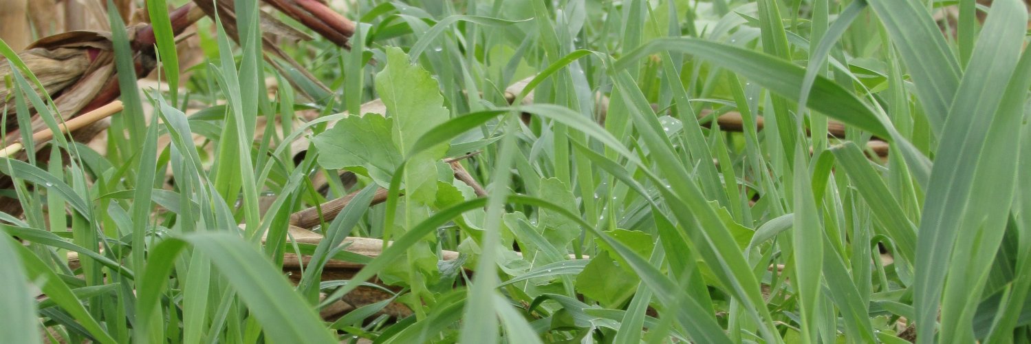 St Joe County SWCD (@stjosephswcd) / Posts / X