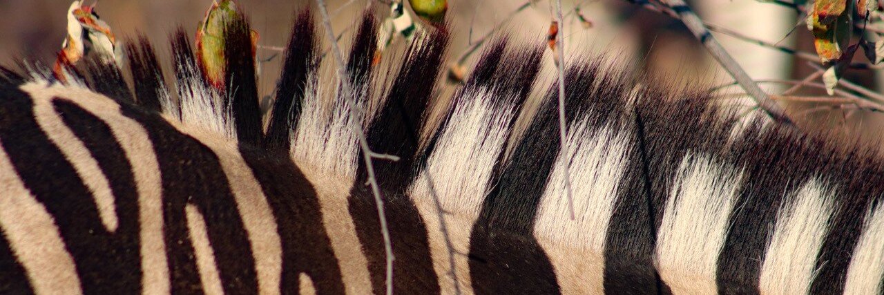 Stripey_Whorse banner