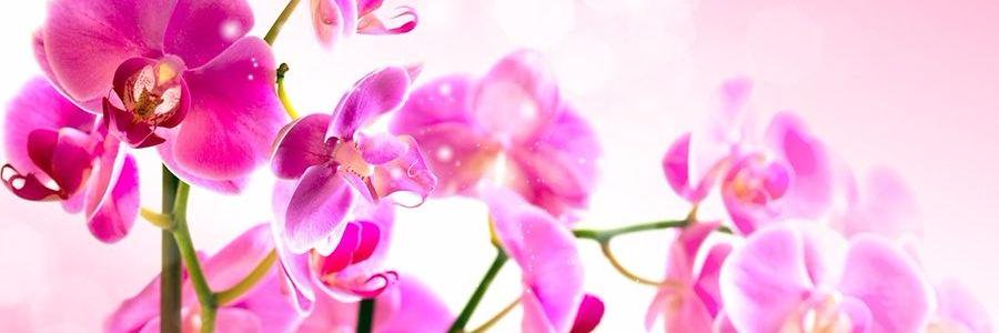 Daniela Civitillo banner