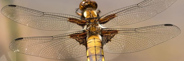 Odo_Nata10a Profile Banner