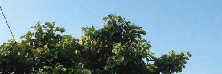 _pablosfl's profile banner image