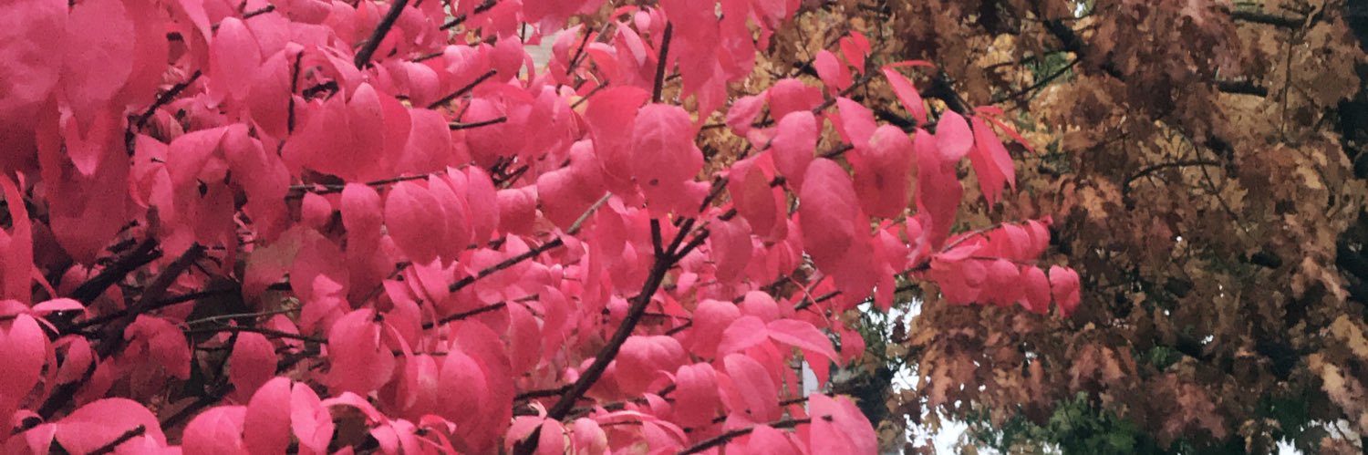 calvetesol's profile banner image