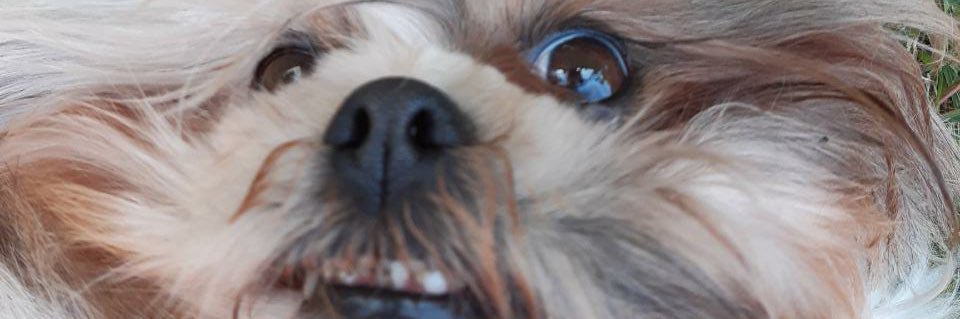 gaiteirogg's profile banner image