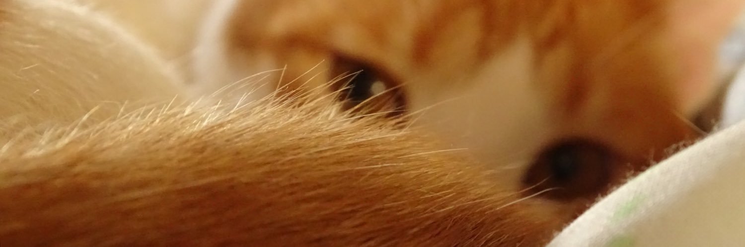 RadkeAlibis's profile banner image