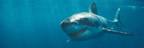 joycasas Profile Banner