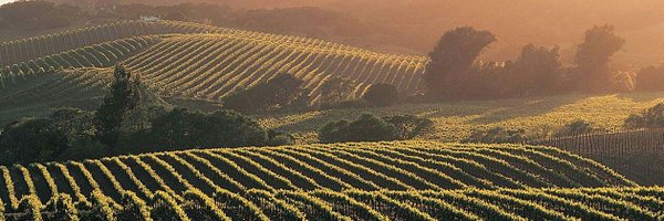 wedding_napa Profile Banner