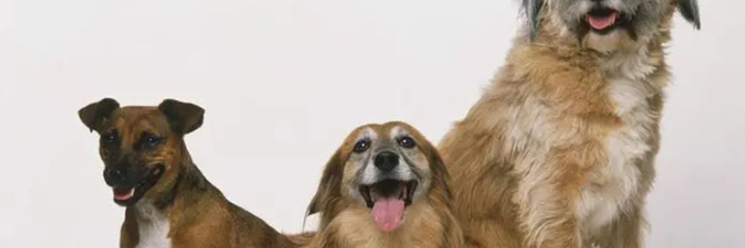 roseantonelli's profile banner image