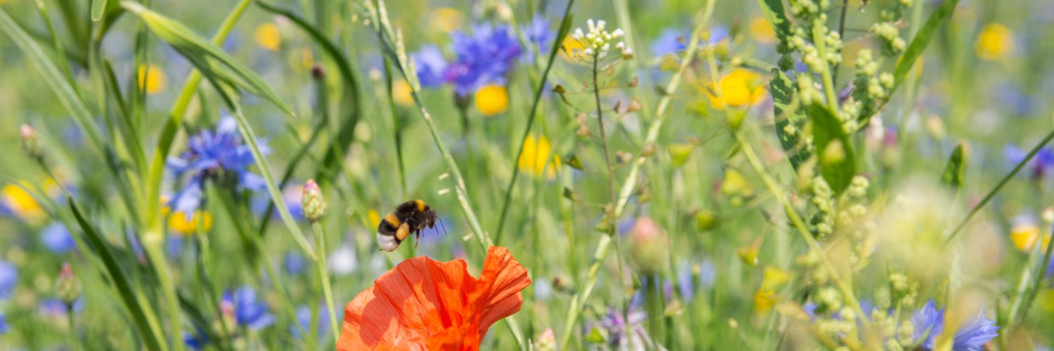 The Pollinators banner