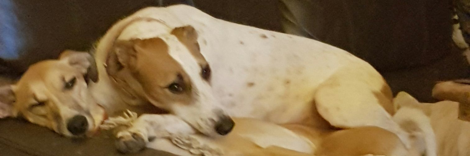 Louise Lester banner