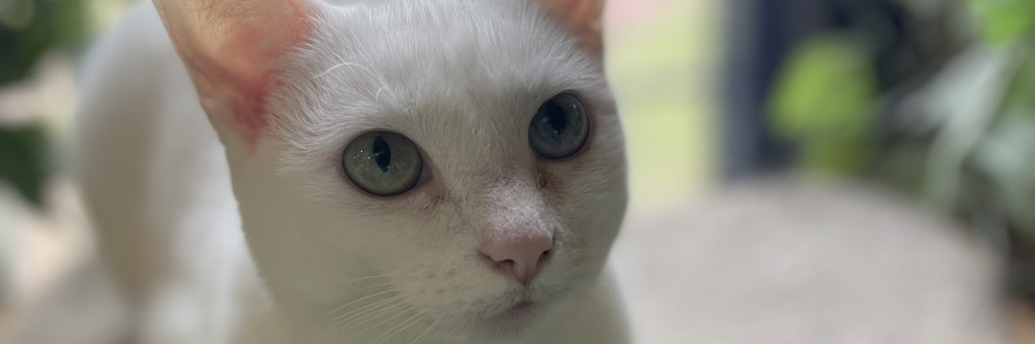 PandyDanko's profile banner image