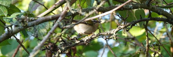 FinchleyBirder Profile Banner