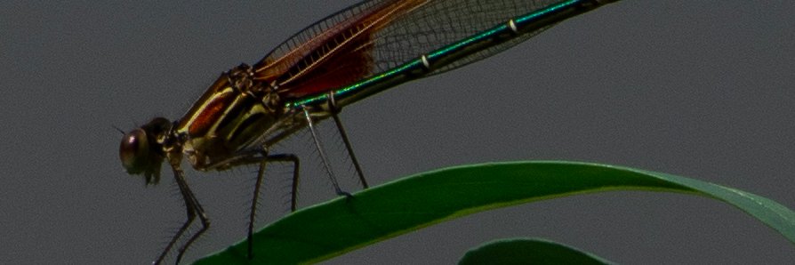 petnoodle's profile banner image