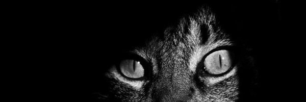 _noux__ Profile Banner