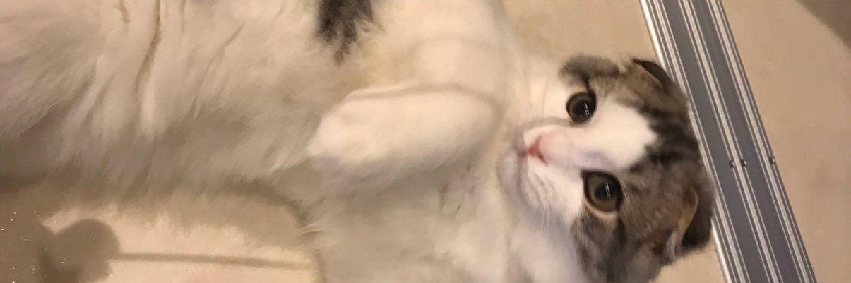 ichigo_dog's profile banner image