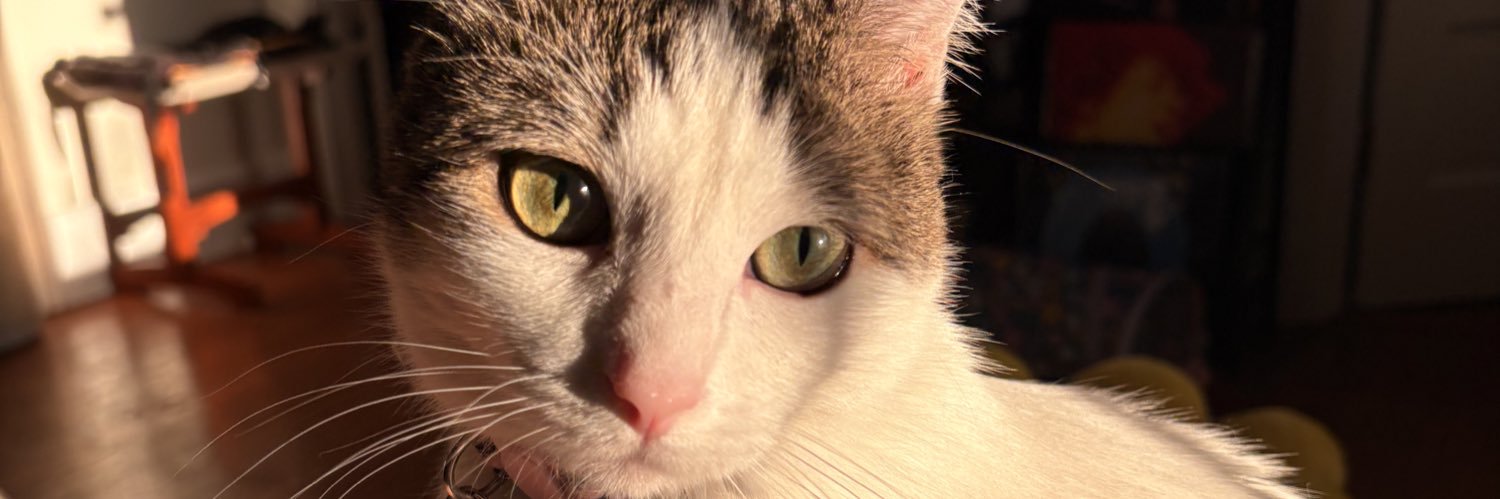 😸 banner
