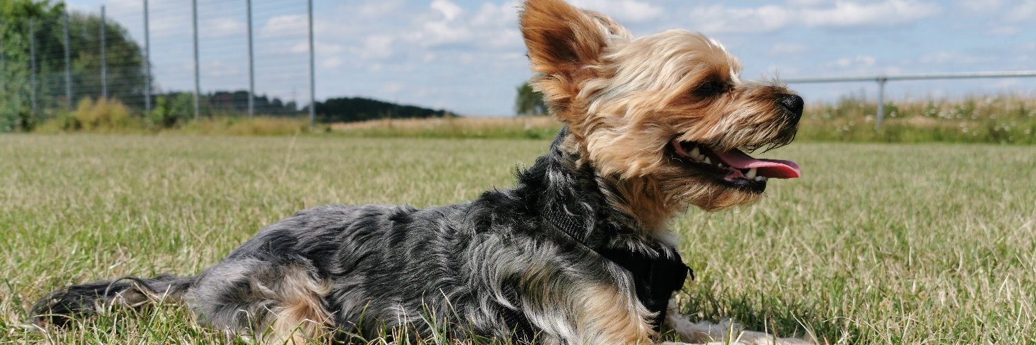 RedEagle | Dave banner