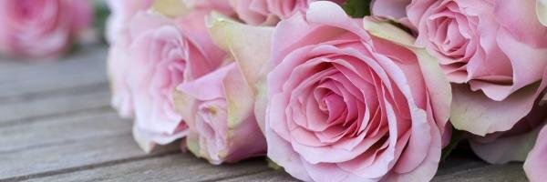 ferahulucay's profile banner image