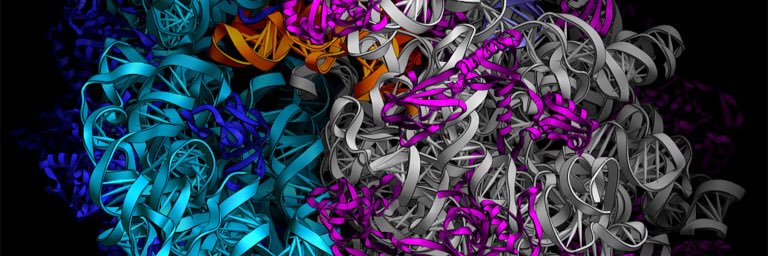 RlyRadRibosomes's profile banner image