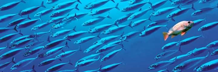 Sterenn Lucas banner