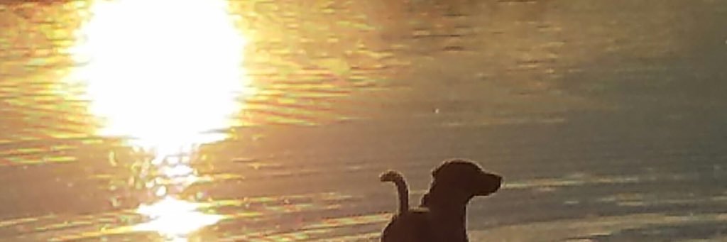 VZielen's profile banner image