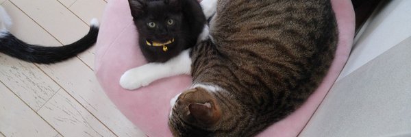 mococo820 Profile Banner