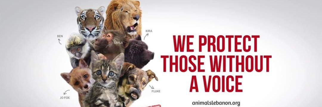 AnimalsLebanon's banner